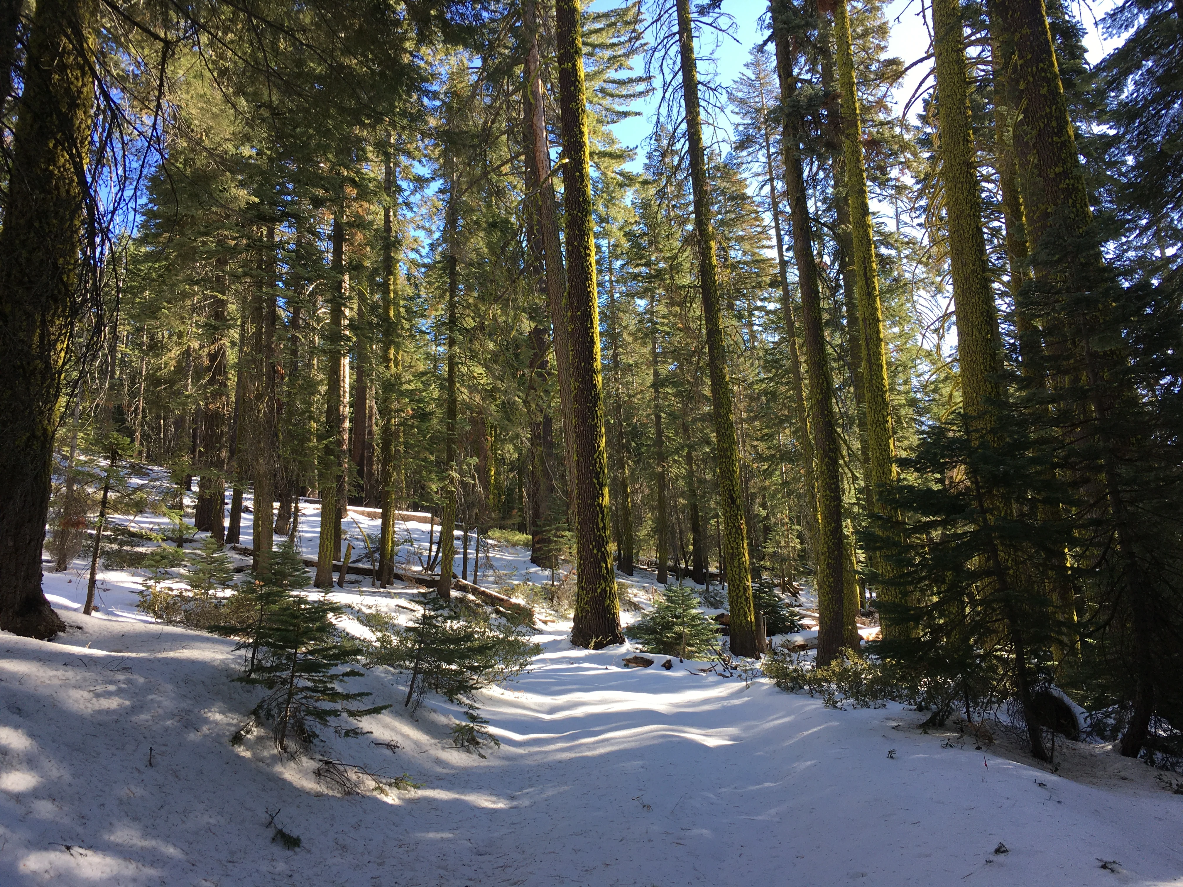 Snowshoeing Yosemite: Valley Overlook - Image 20