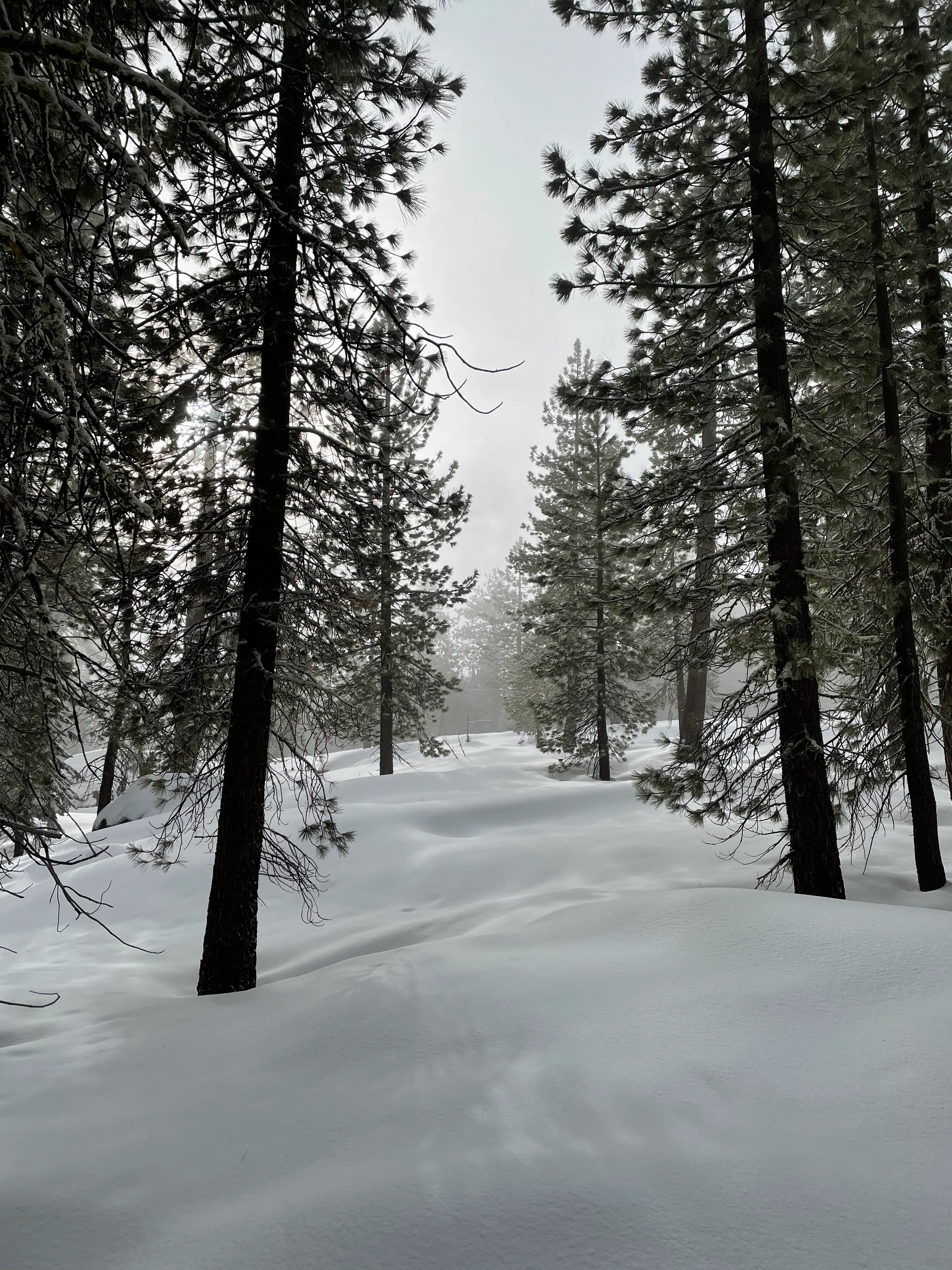 Snowshoeing Yosemite: Valley Overlook - Image 31