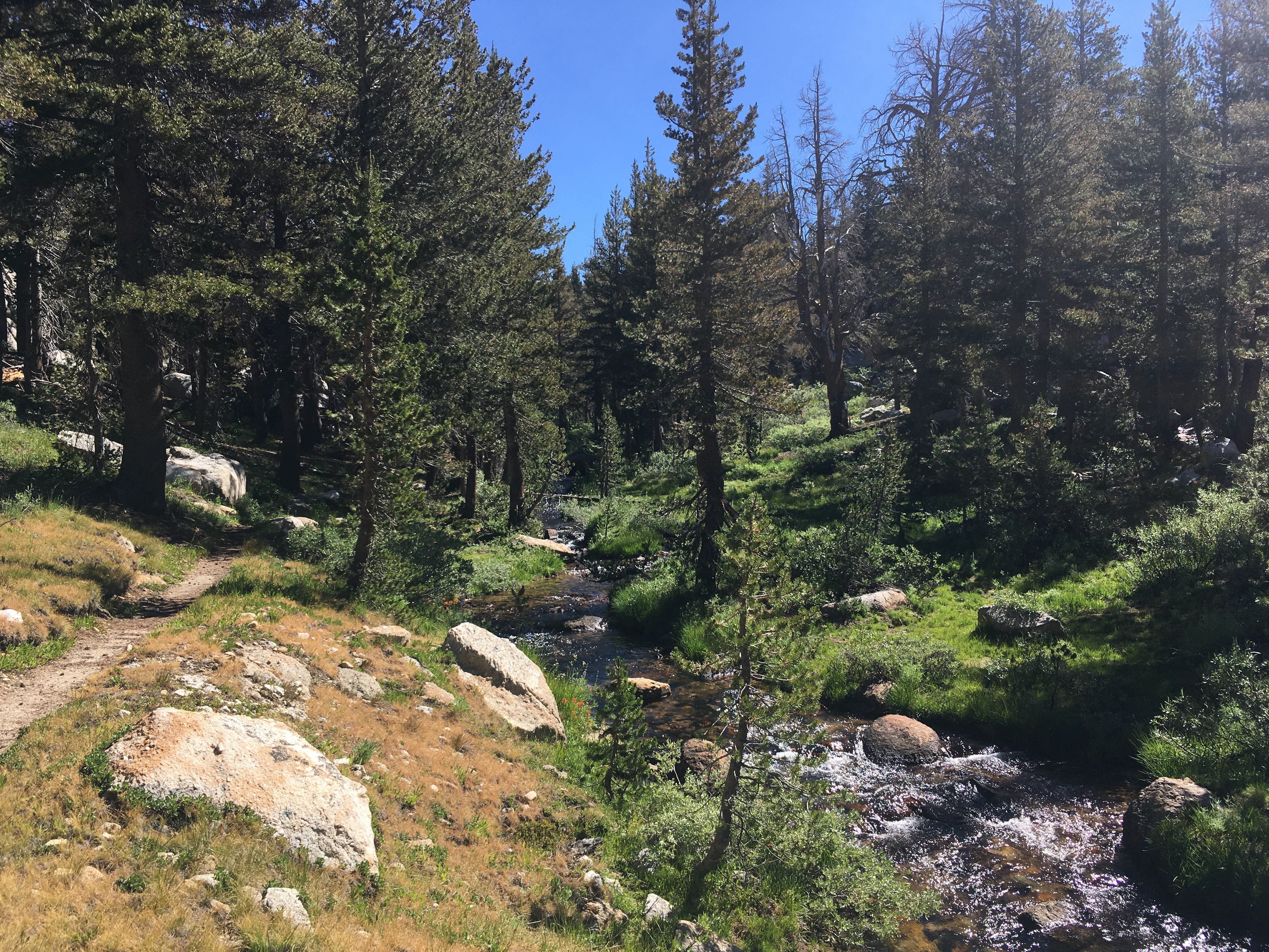 Backpacking Yosemite: Vogelsang - Image 15