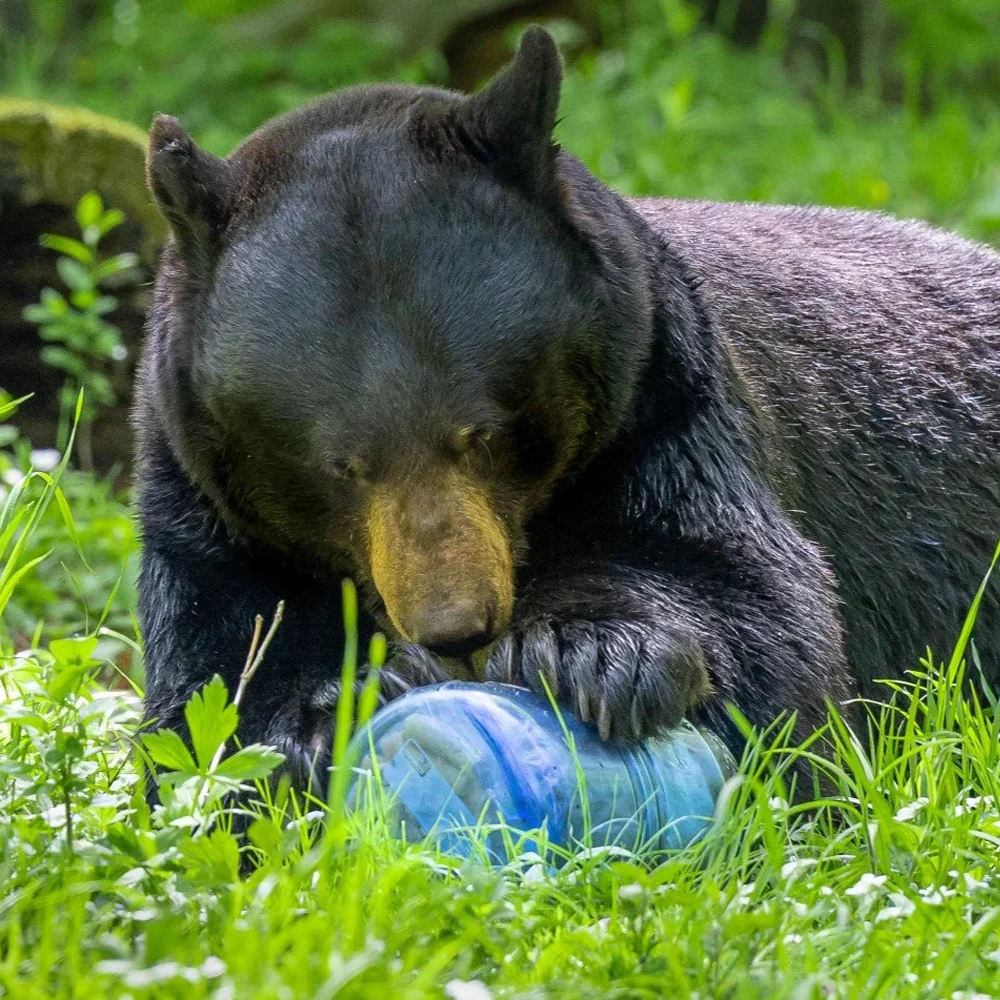 BearVault 475 - Image 3