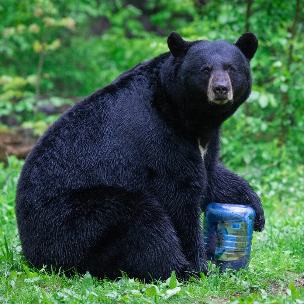 BearVault 500 - Image 5