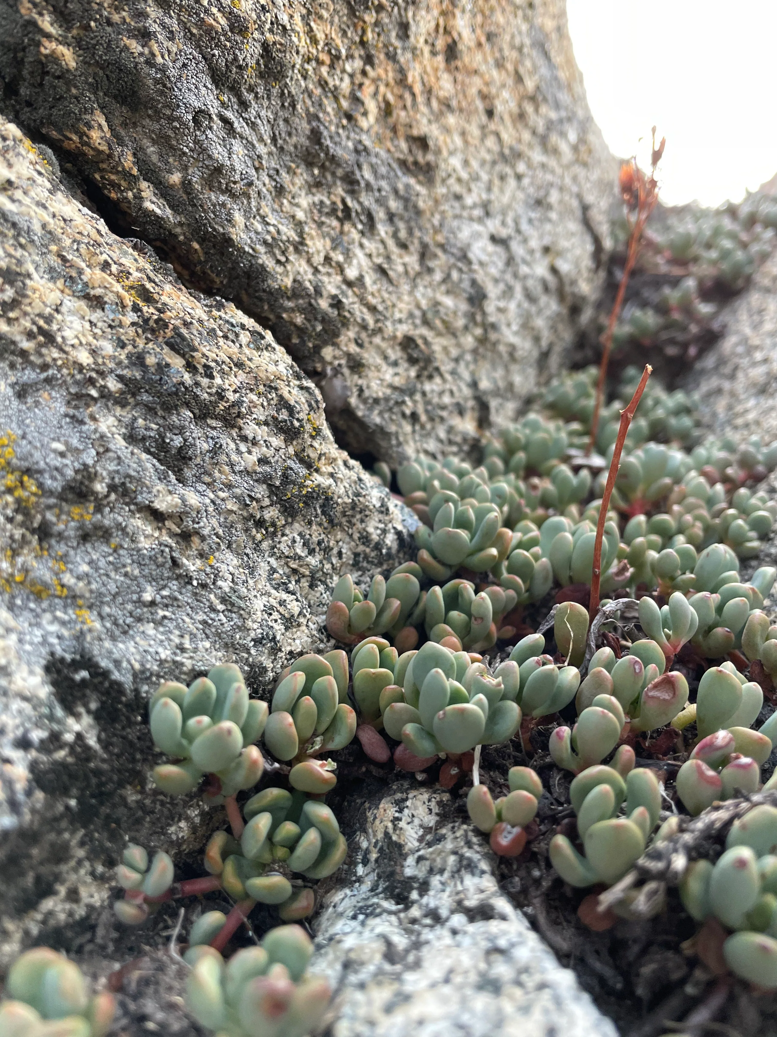 Backpacking Yosemite: Glen Aulin - Image 17