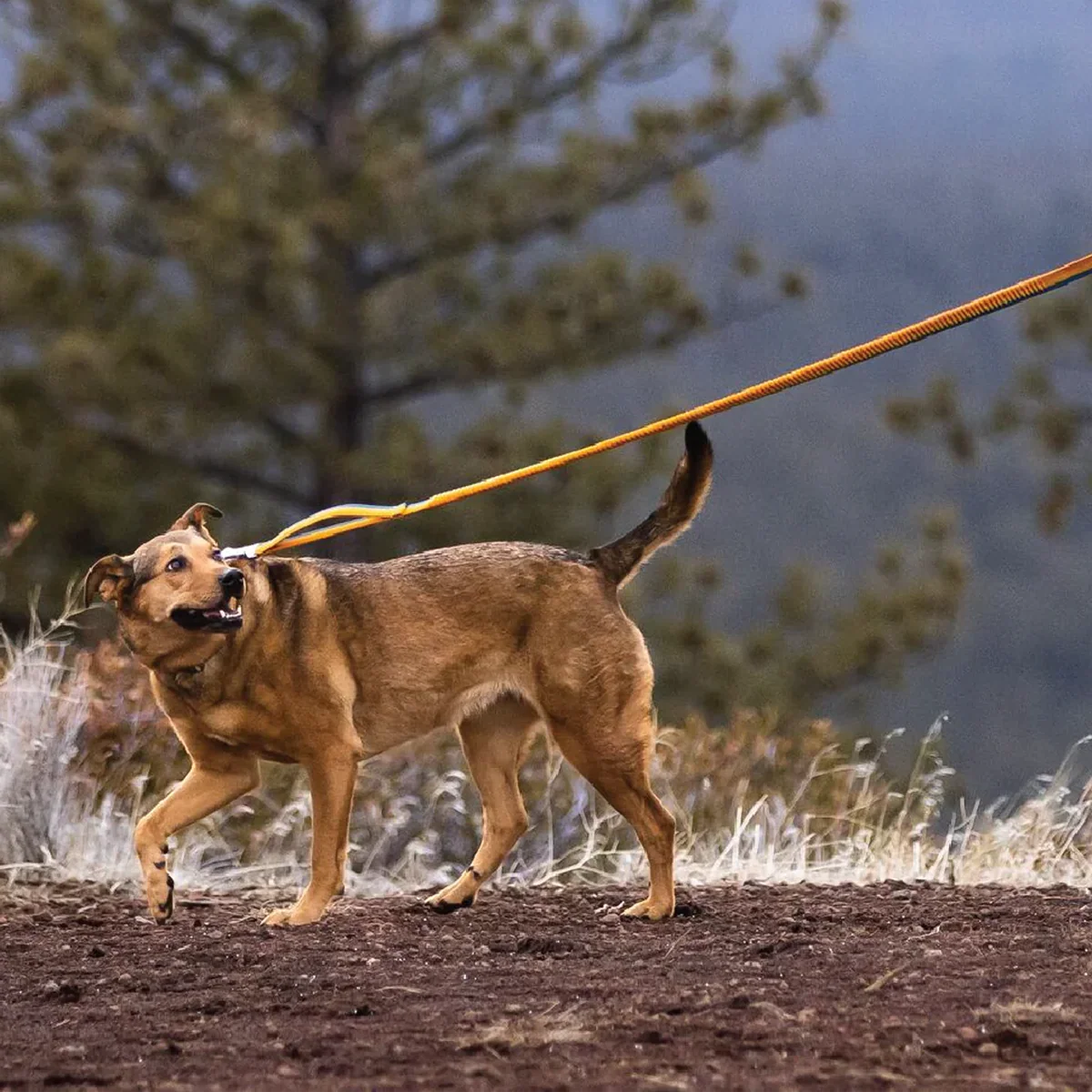 Roamer Bungee Leash - Image 3