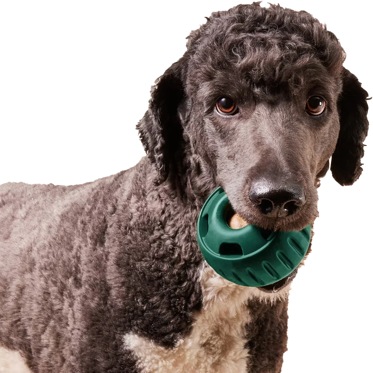 The Pupsicle - Image 4