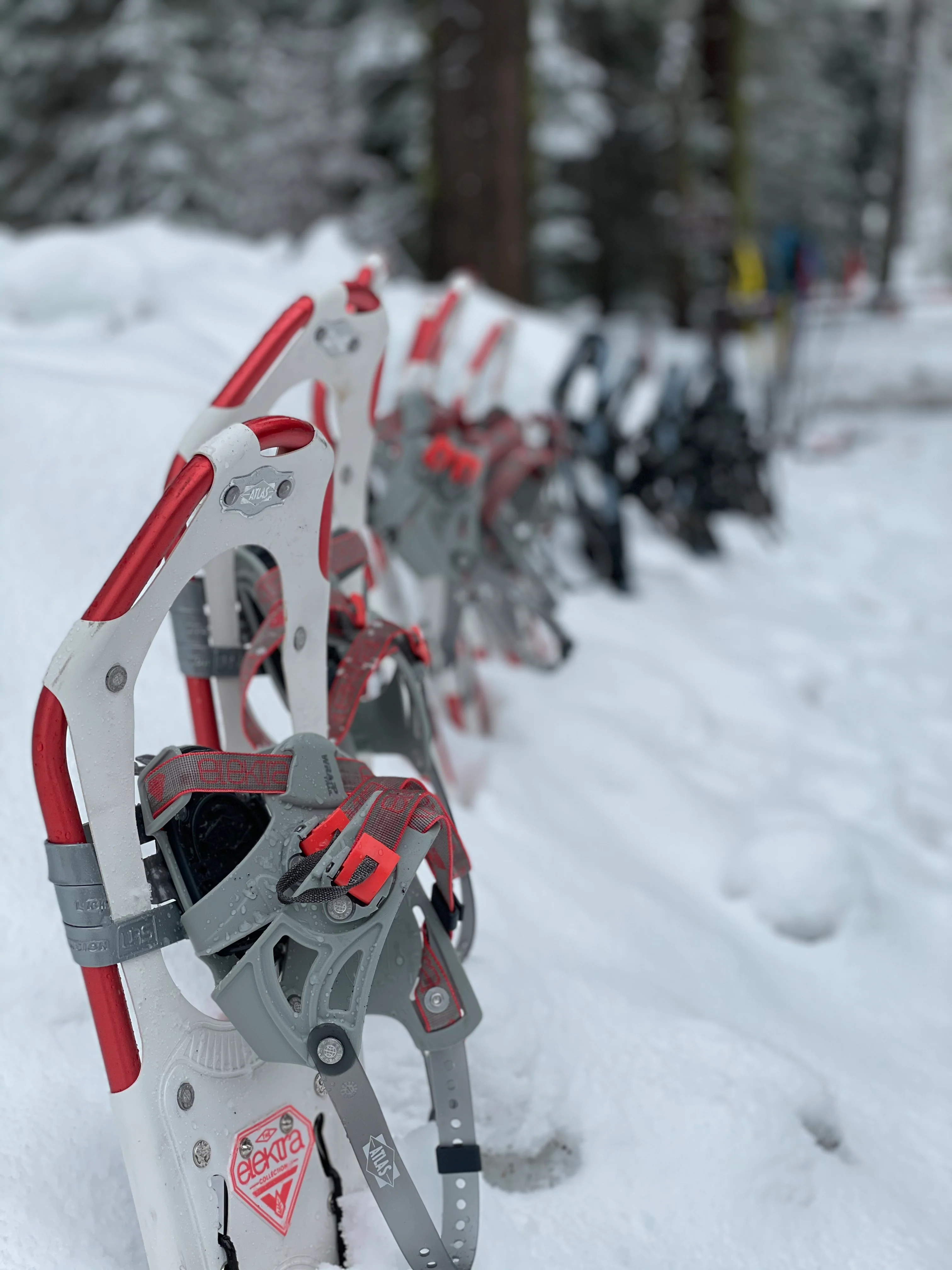 Snowshoeing Yosemite: Tuolumne Grove/Gin Flat Weekend - Image 21