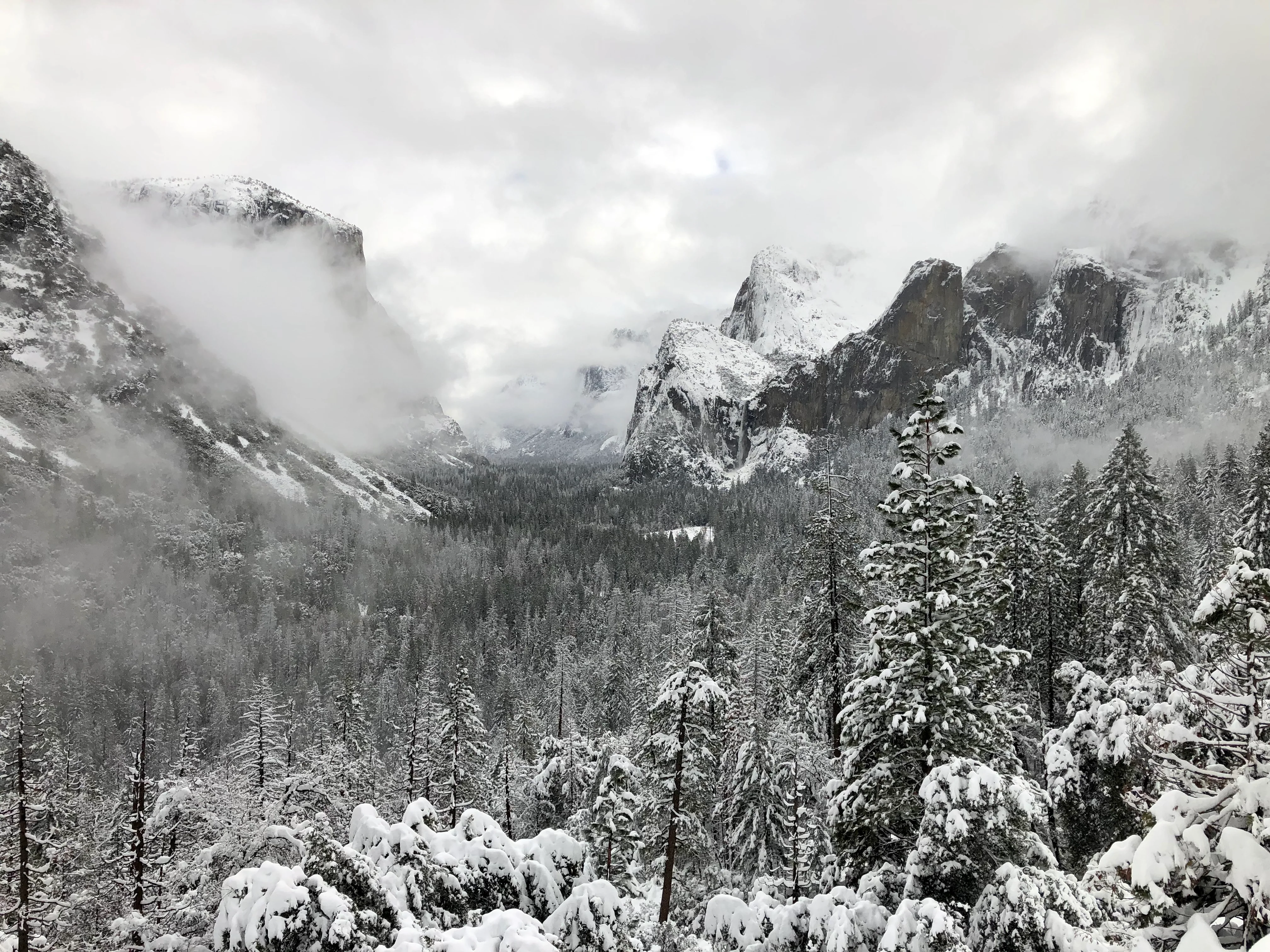 Snowshoeing Yosemite: Tuolumne Grove/Gin Flat Weekend - Image 32